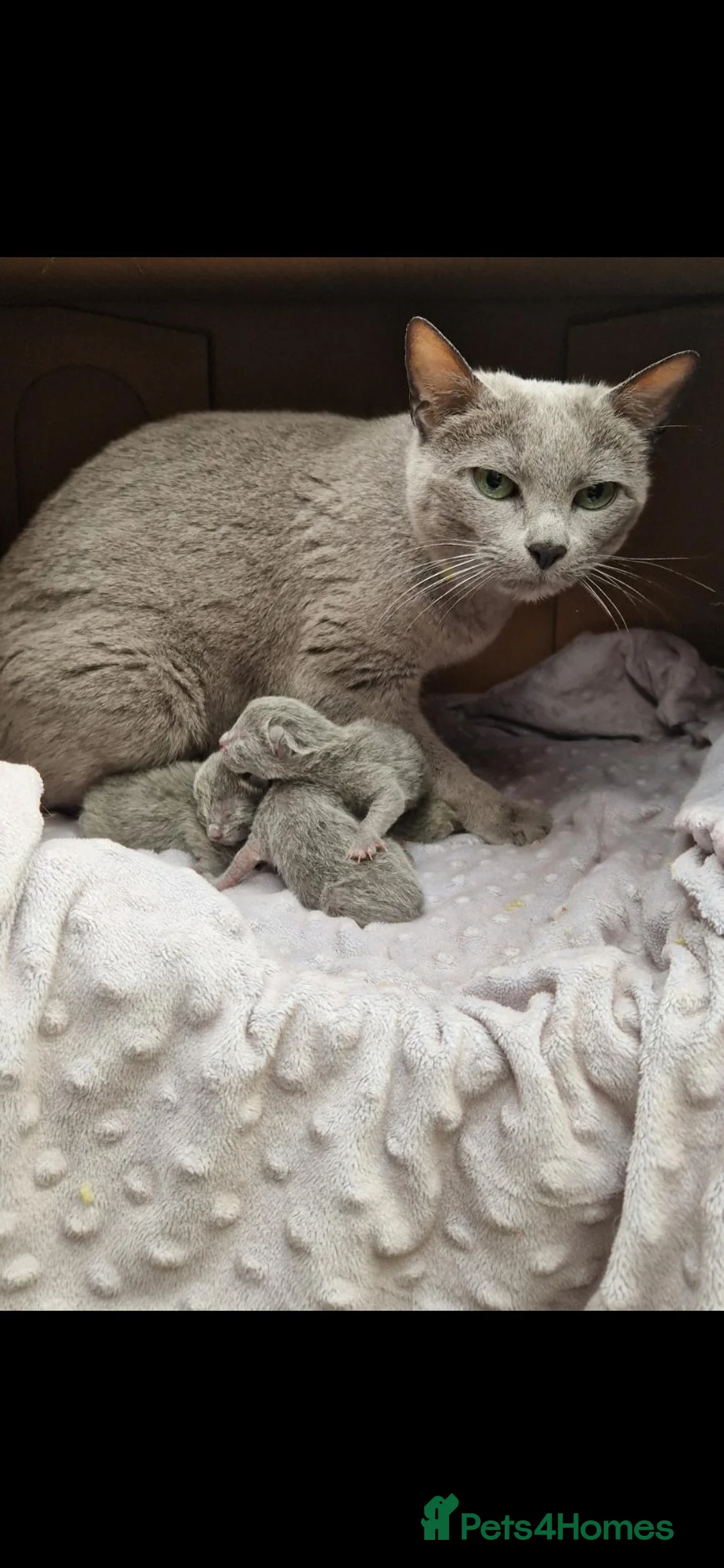 Russian Blue cats for sale: GCCF gorgeous kittens - Advert 2