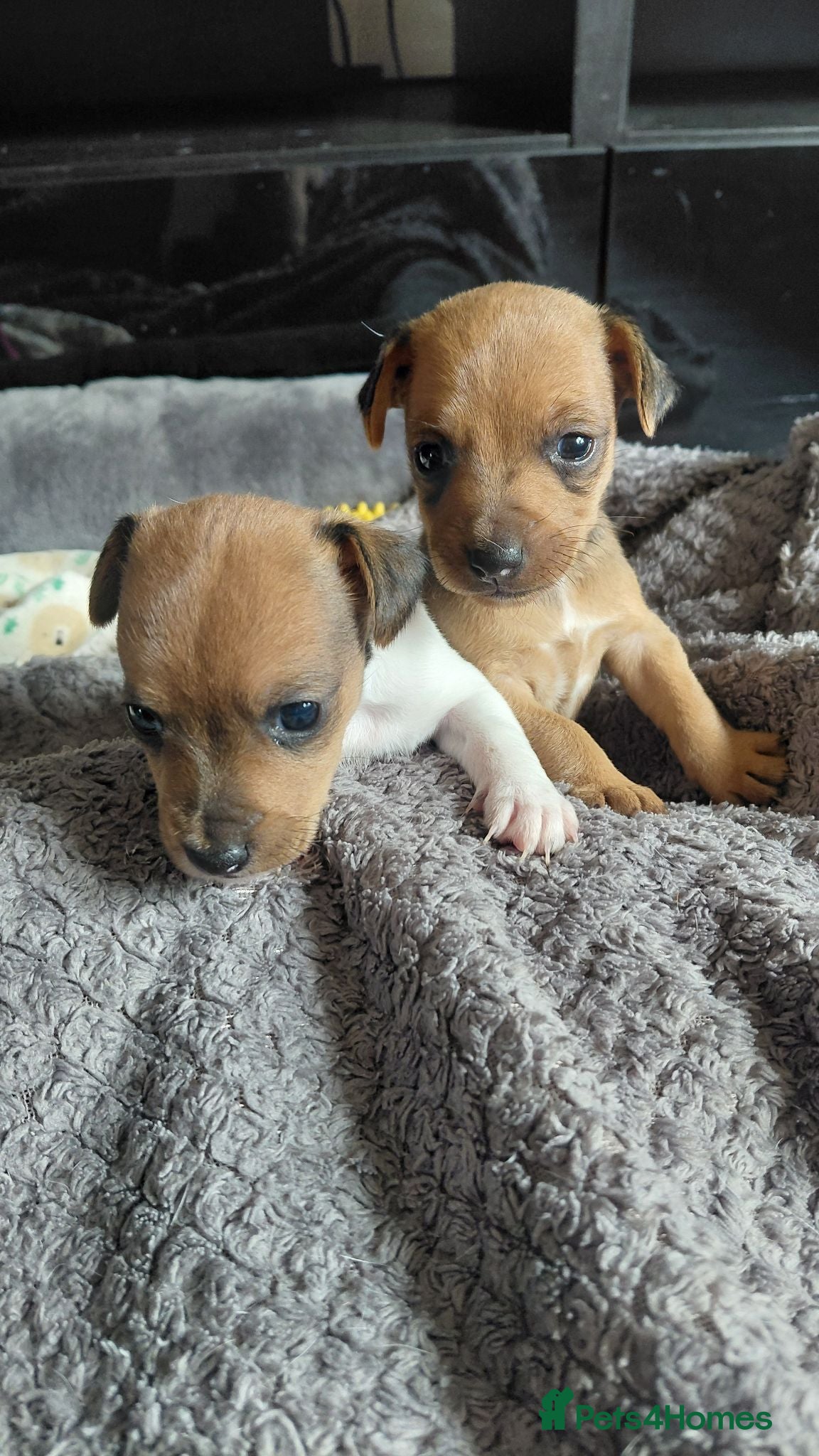 Jack Russell dogs Gorgeous miniature Jack Russell puppies  - Advert 5