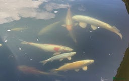 Koi Carp fish for sale: Koi Carp for sale - Image 4