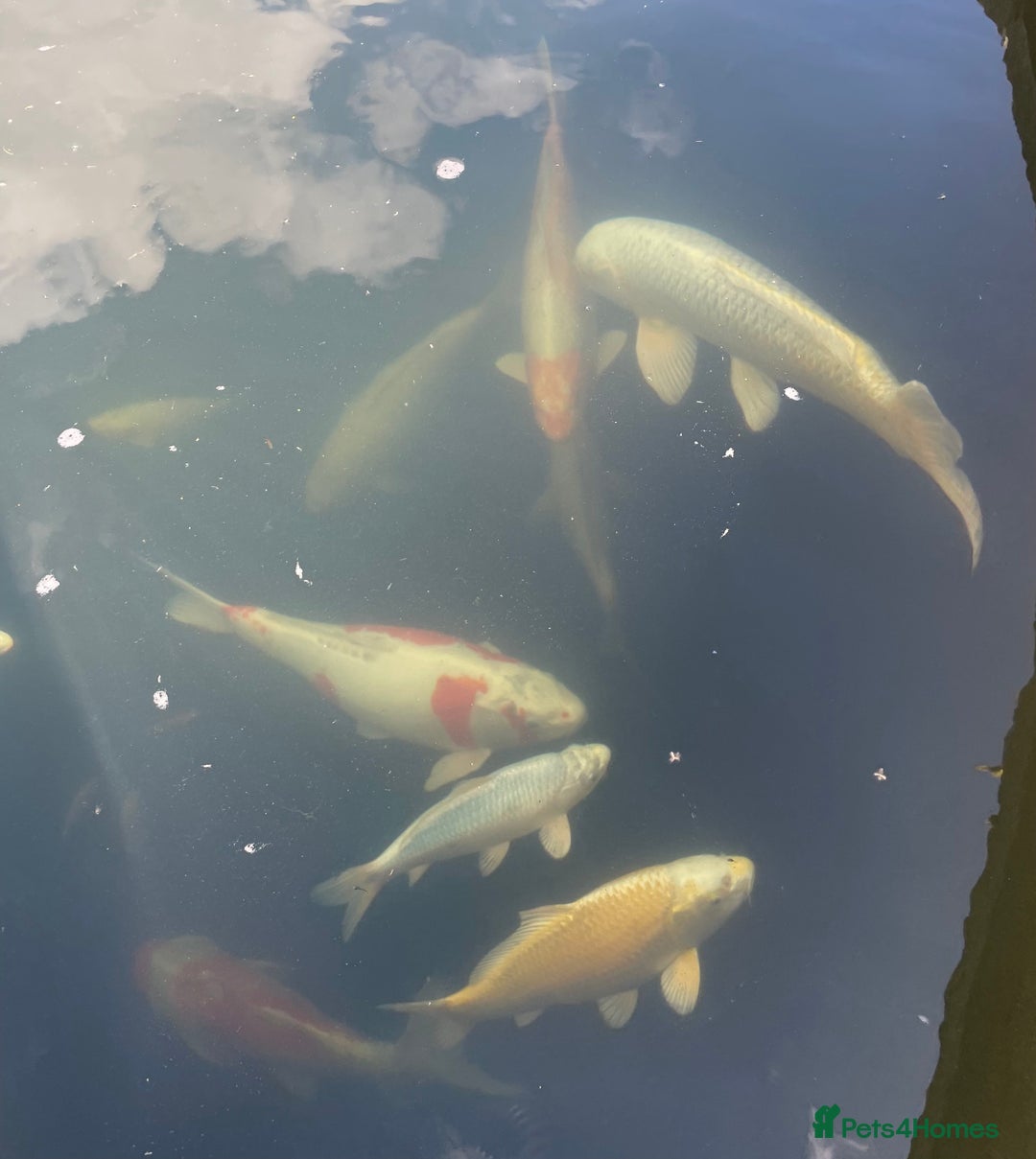 Koi Carp fish for sale: Koi Carp for sale - Image 4