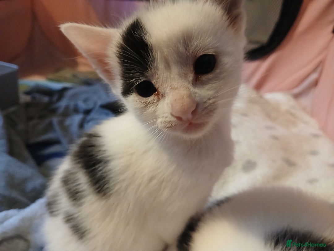 Chausie cats for sale: 2 females  - Image 5