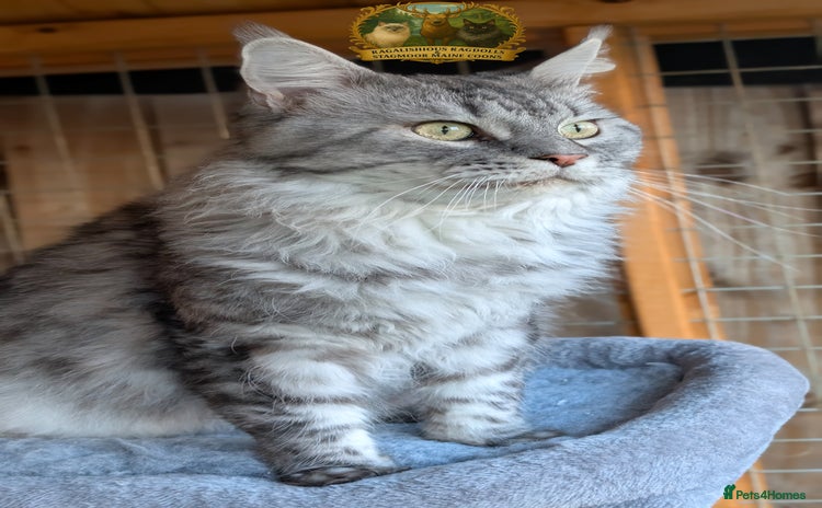 Maine Coon cats European Championship Carries Shaded GCCF & TICA - Advert 3