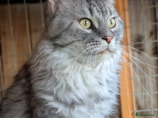 Maine Coon cats European Championship Carries Shaded GCCF & TICA - Advert 3