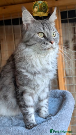 Maine Coon cats European Championship Carries Shaded GCCF & TICA - Advert 3