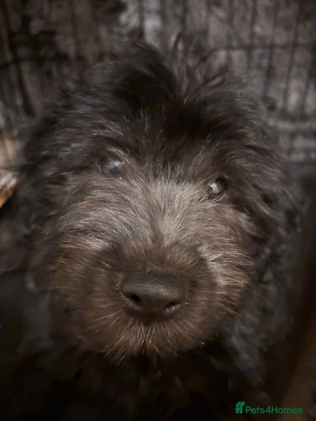 Mixed Breed dogs for sale: Pomeranian x Chihuahua puppies  - Advert 6