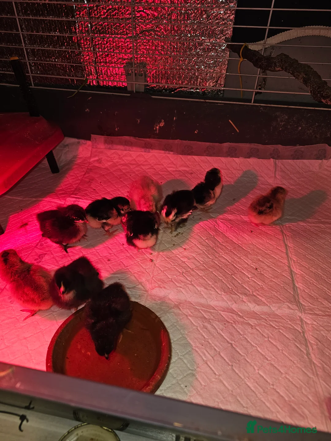 Mixed Breed poultry for sale: 'Mini Mix' x6 Hatching Eggs  in Sevenoaks - Advert 11