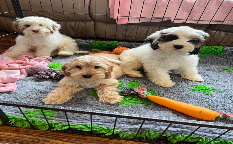 Cockapoo dogs - Advert 11