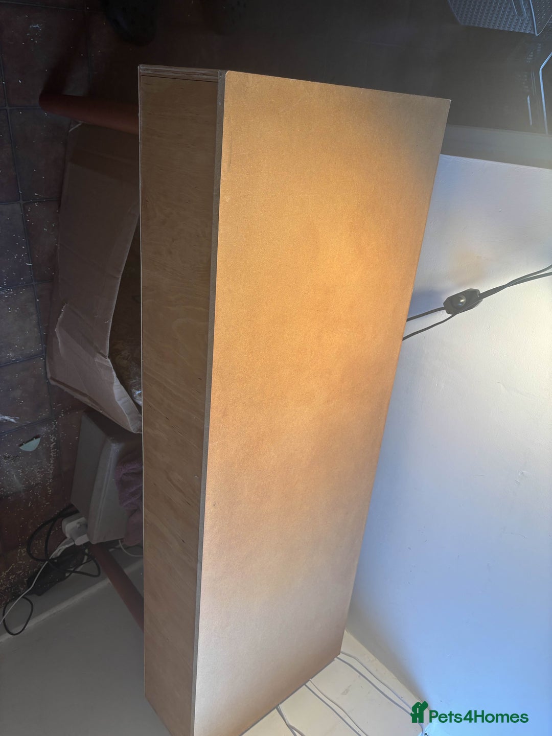 Tortoise reptiles for sale: Pedro the Horsefield Tortoise - Advert 6