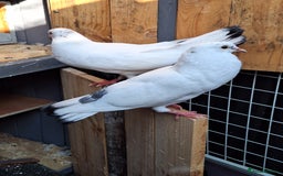 Pigeons birds for sale: 7 Pigeons for sale - Image 16