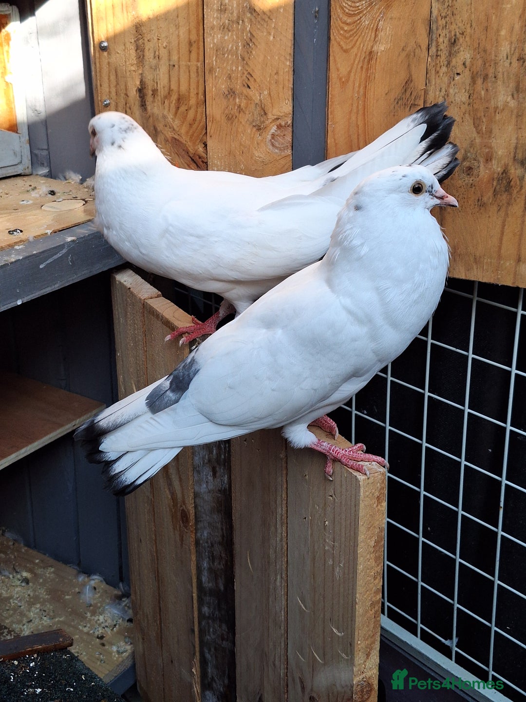 Pigeons birds for sale: 7 Pigeons for sale - Image 16