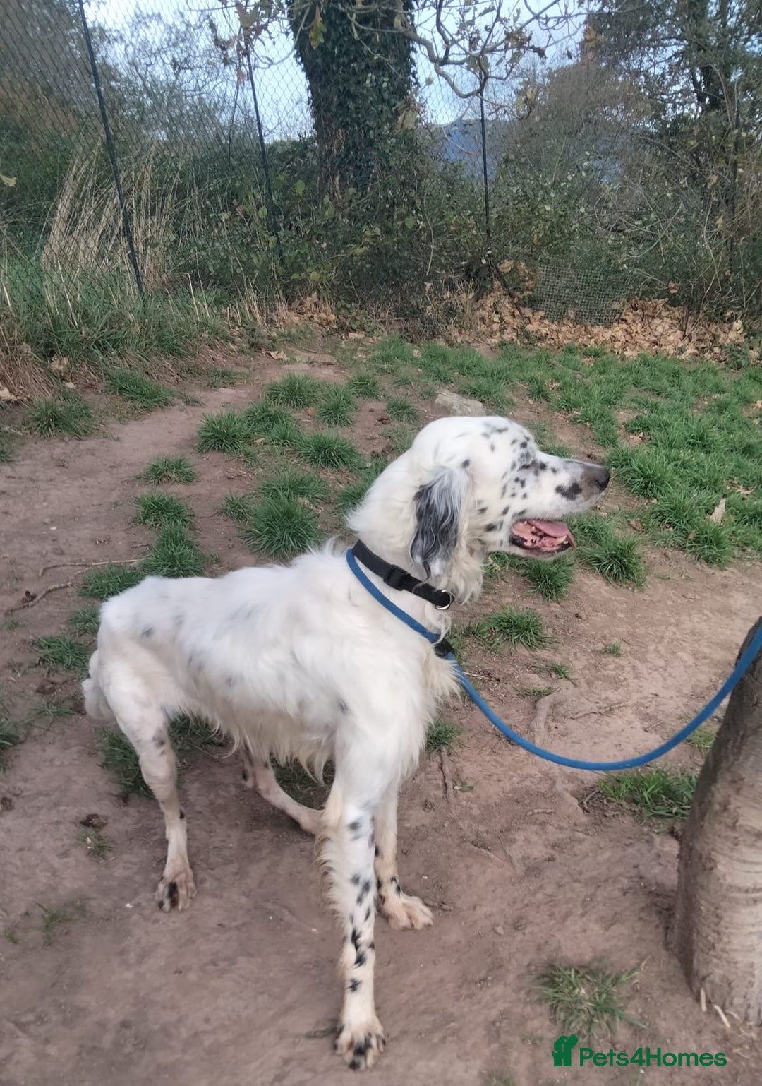 English Setter dogs for adoption: Pol   - Advert 3
