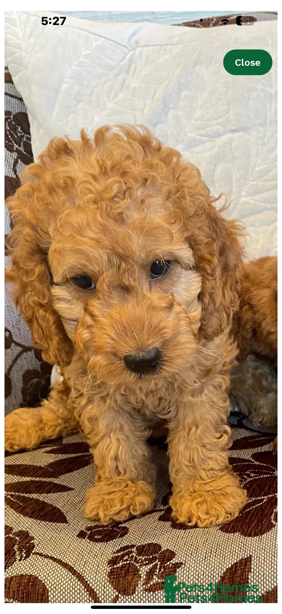 Cockapoo dogs Very nice  - Advert 1