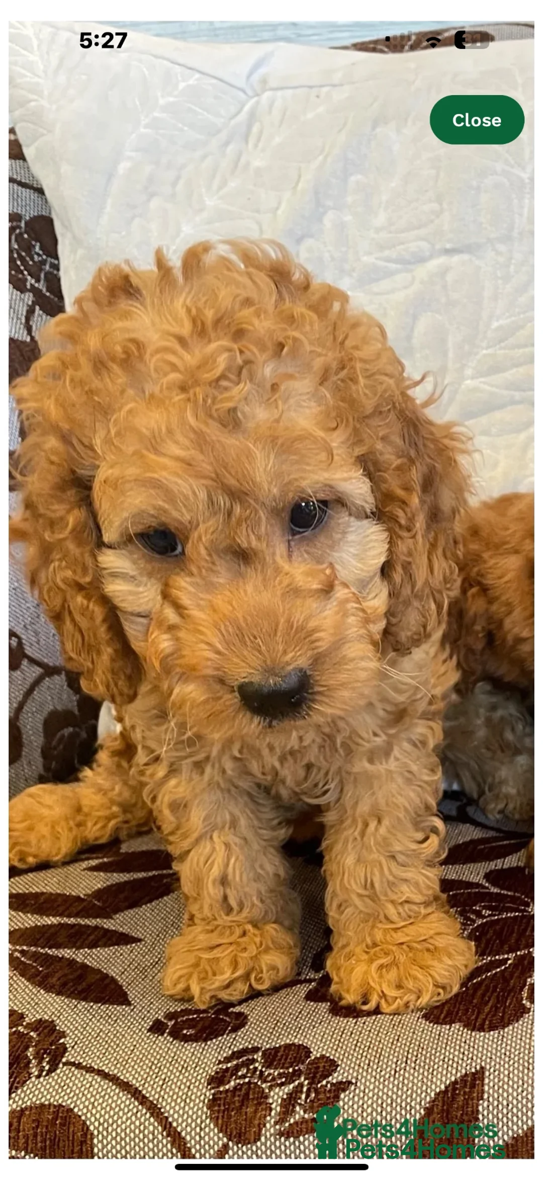 Cockapoo dogs for sale: Very nice  in Hounslow - Advert 1