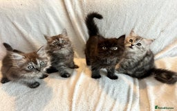Persian cats for sale: 4 super friendly & playful Persian/Ragdoll babies - Image 1