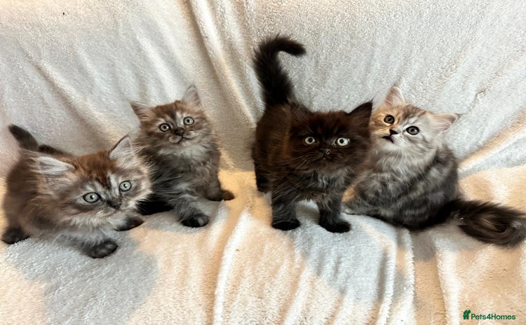 Persian cats - Advert 10