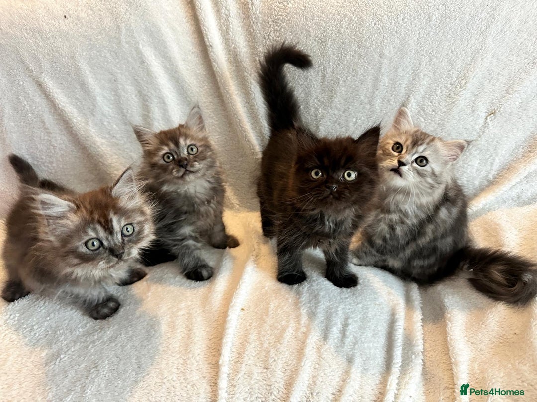 Persian cats for sale: 4 super friendly & playful Persian/Ragdoll babies - Image 1