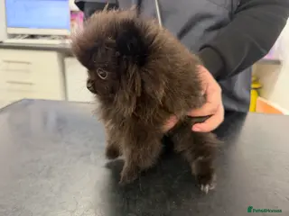 Pomeranian dogs 💐🤩🖤MICRO POMERANIAN READY NOW 🖤🤩💐 - Advert 11