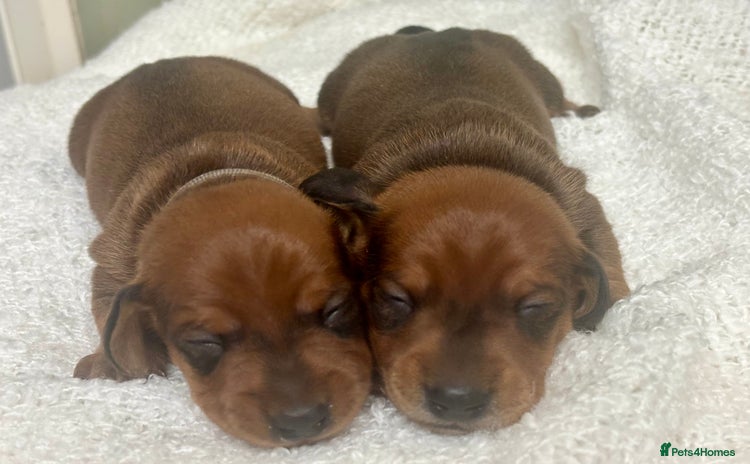 Miniature Dachshund dogs - Advert 13