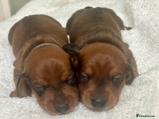 Miniature Dachshund dogs - Advert 9
