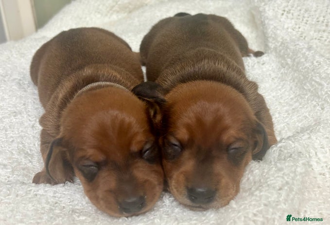 Miniature Dachshund dogs - Advert 16