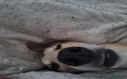 Mixed Breed dogs for sale: Beautiful lurcher x saluki - Image 2