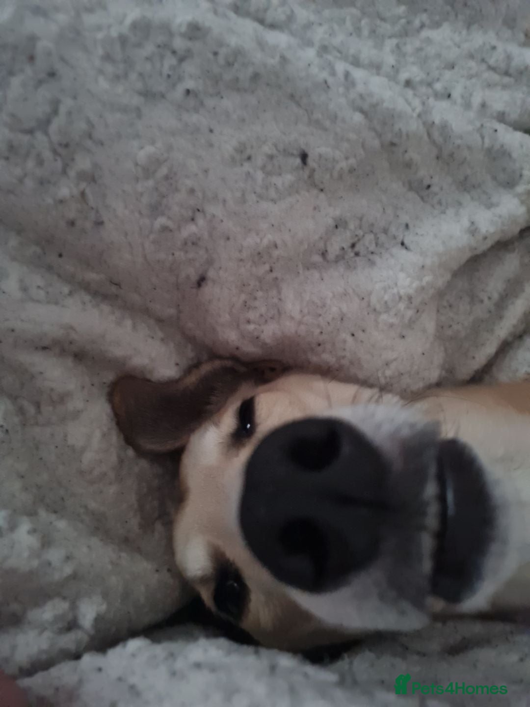 Mixed Breed dogs for sale: Beautiful lurcher x saluki - Image 2