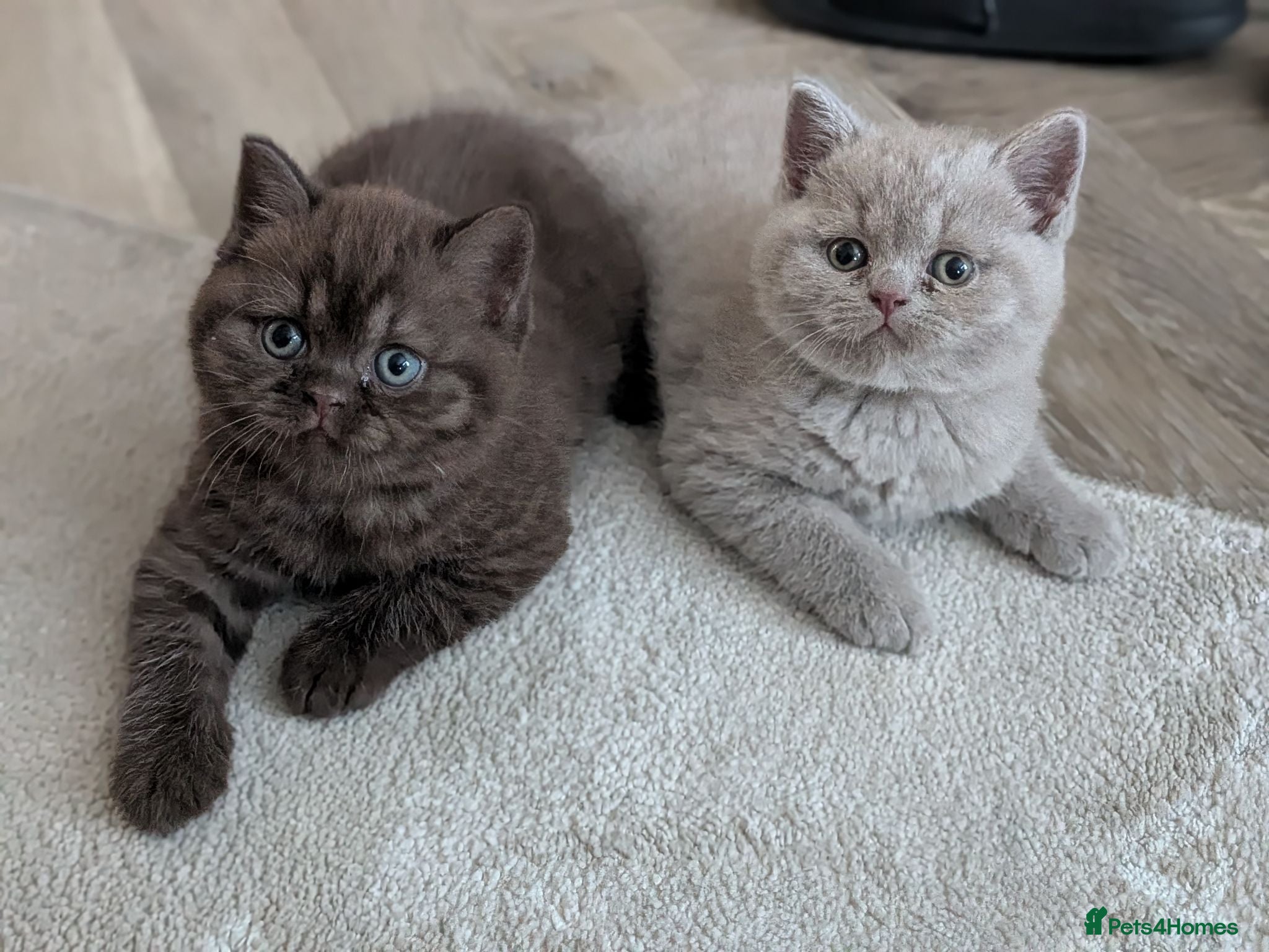 British Shorthair cats GCCF registered Kittens champion sired  - Advert 1