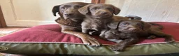 Labradoodle dogs for sale: Adorable miniature labradoodles READY NOW - Advert 10