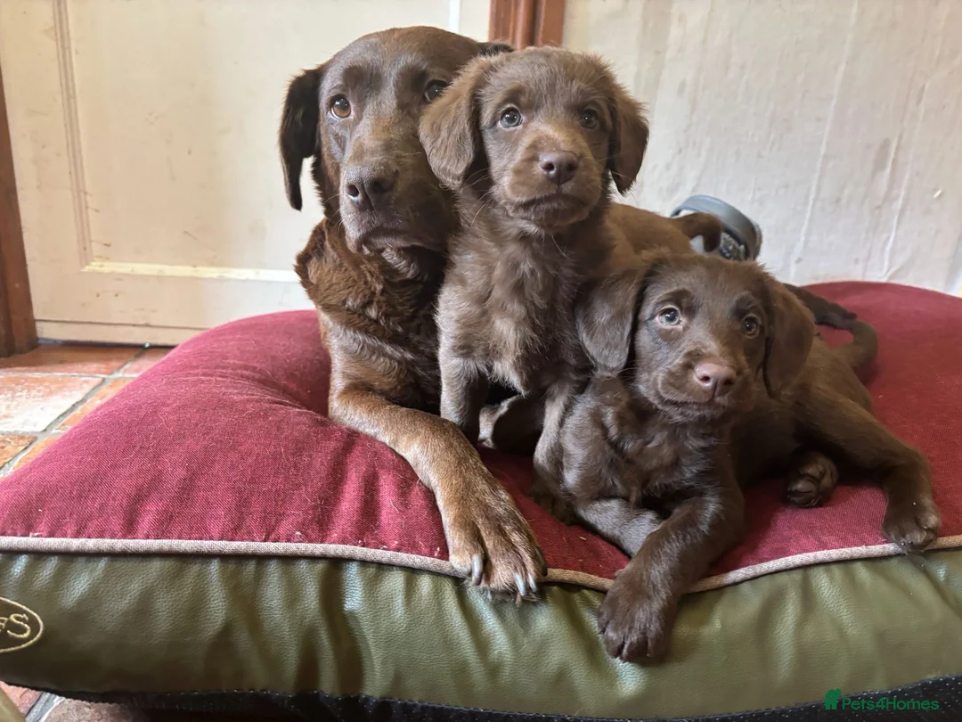 Labradoodle dogs for sale: Adorable miniature labradoodles READY NOW - Advert 10