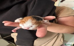 Domestic Shorthair cats for sale: 5 Domestic Shorthair Kittens - Image 7