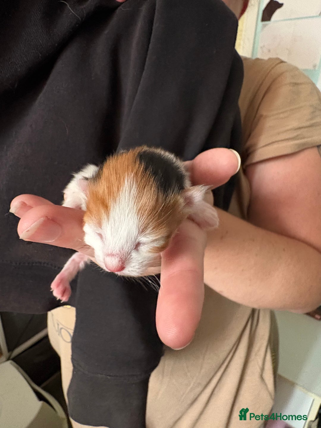 Domestic Shorthair cats for sale: 5 Domestic Shorthair Kittens - Image 7