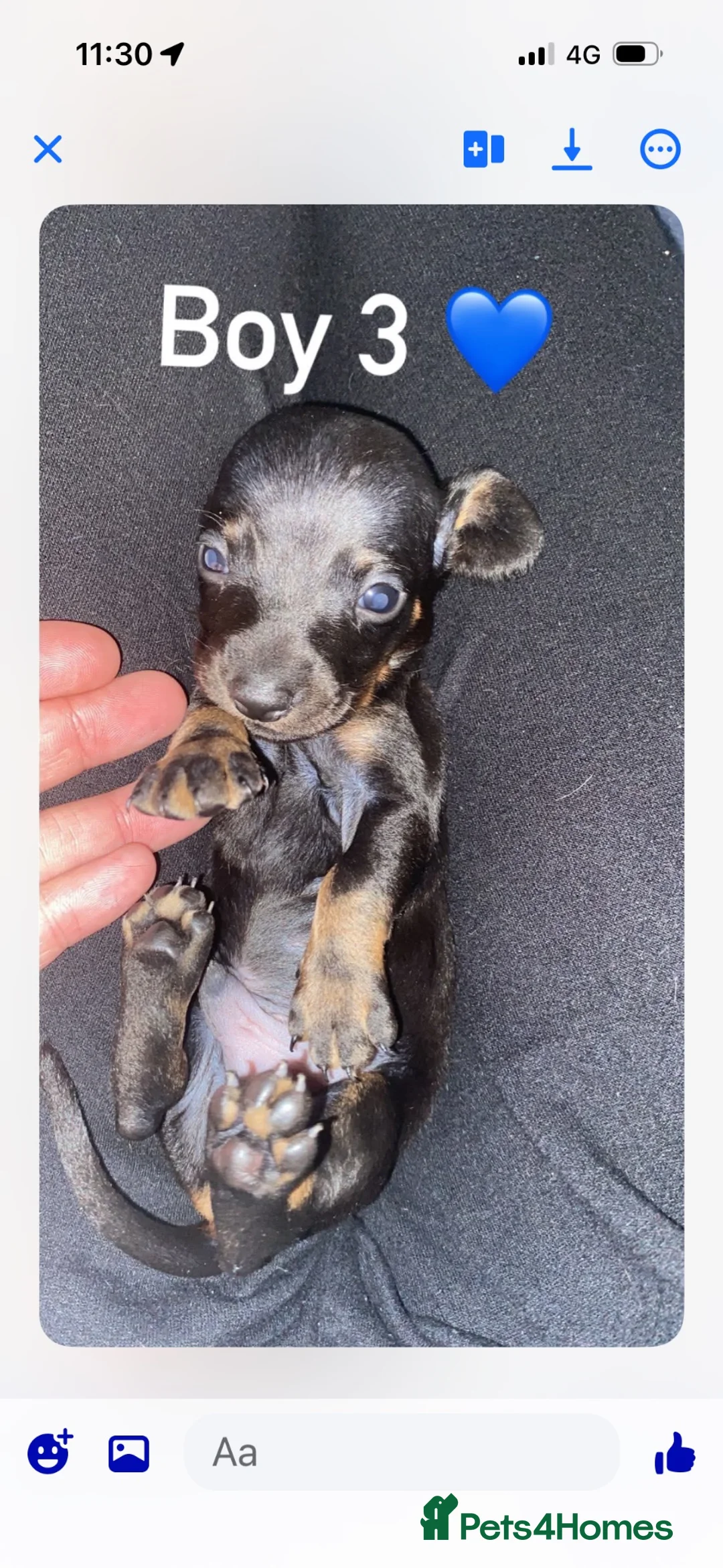 Miniature Dachshund dogs for sale: Miniature dachshund puppies  - Advert 18