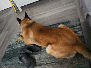 Belgian Shepherd Dog dogs Belgium mallard king stud - Advert 1