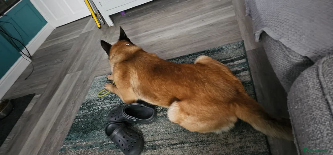 Belgian Shepherd Dog dogs for stud: Belgium mallard king stud  - Advert 1