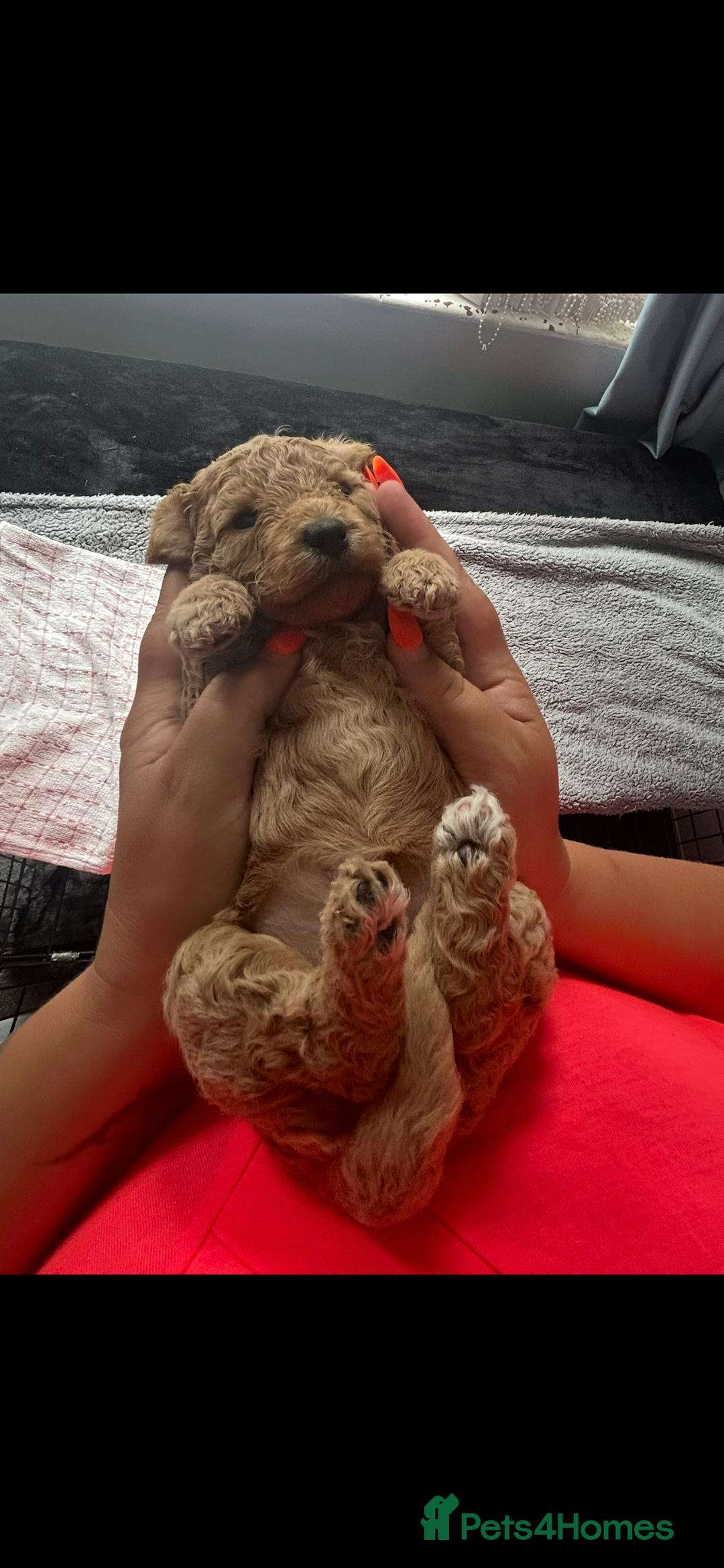 Poochon dogs for sale: Gorgeous litter of F1BB Poochons  - Image 26