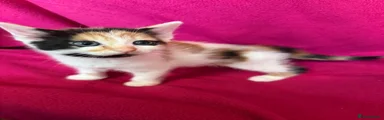 Domestic Shorthair 5
