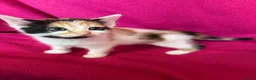 Domestic Shorthair cats for sale: Kittens for sale - Advert 5