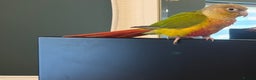 Conures birds for sale: Pineapple Conure - Advert 3