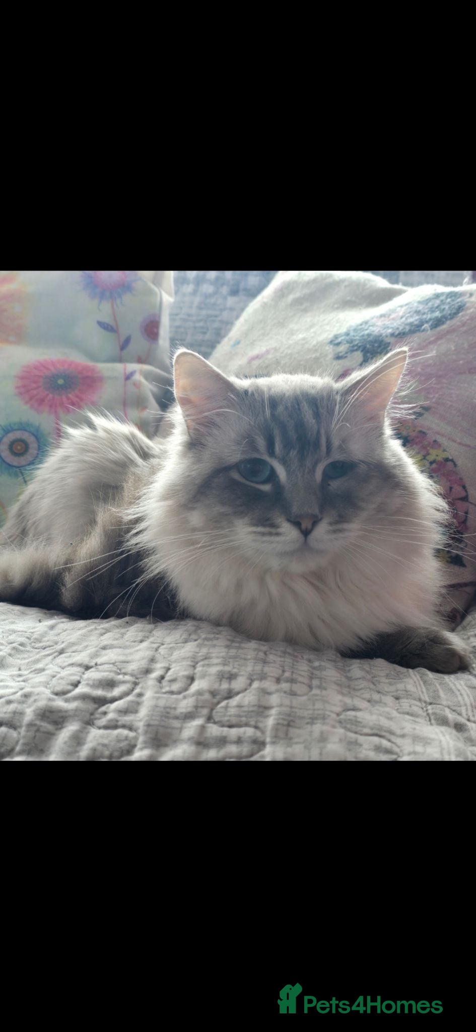 Ragdoll cats Ragdoll looking for new home  - Advert 1