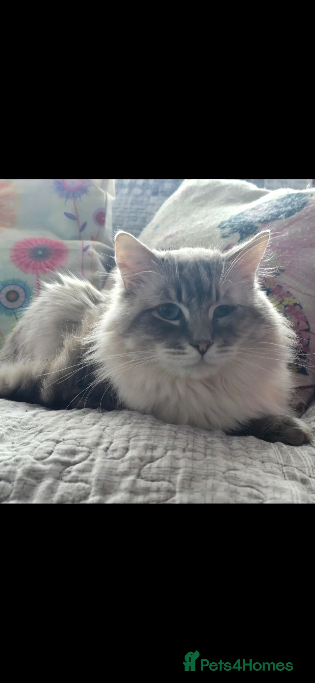 Ragdoll cats for sale: Ragdoll looking for new home  - Advert 1