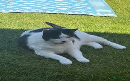 British Shorthair cats for sale: Female cat looking for a new home FREE - Image 2