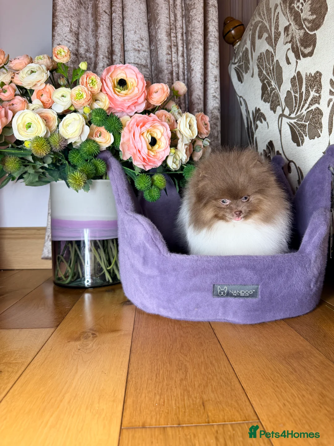 Pomeranian dogs for sale: Exclusive Lilac Party color Pomeranian Boy - Advert 14