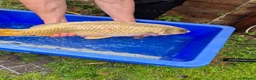 Koi Carp fish for sale: Pond closure - Advert 23
