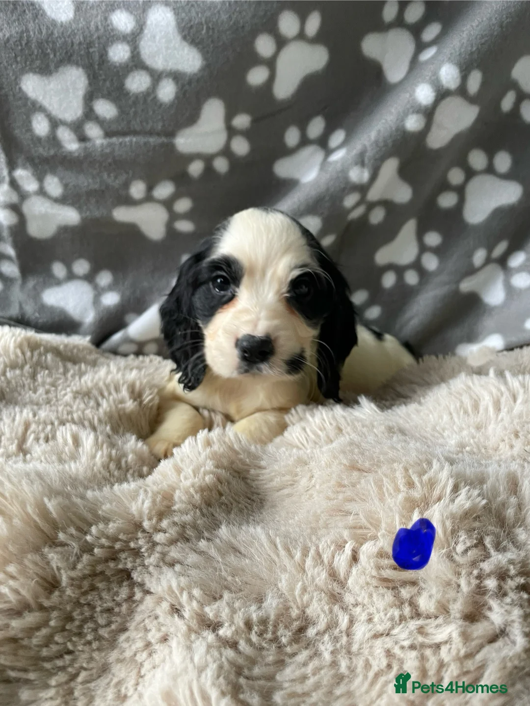 Cocker Spaniel dogs for sale: Working cocker spaniels  - Advert 3