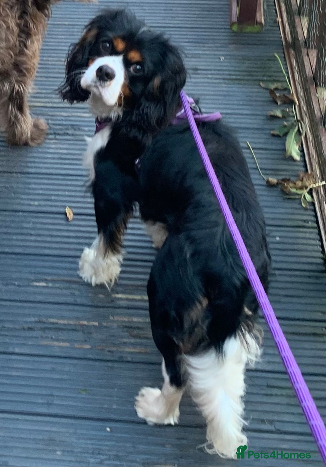 Cavalier King Charles Spaniel dogs for stud: ✨ Stunning KC Reg Cavalier King Charles Stud ✨ - Advert 5