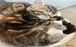 Mixed Breed cats for sale: Kittens - Image 2