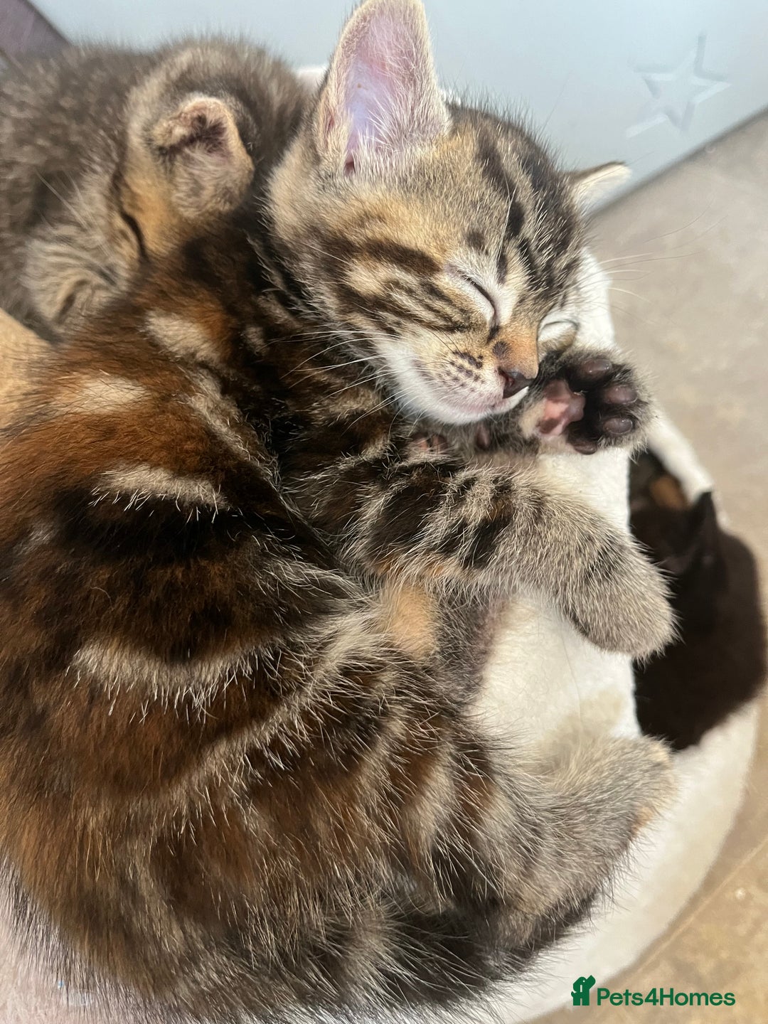 Mixed Breed cats for sale: Kittens - Image 2