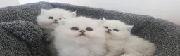 Persian cats for sale: Majestic Persian Chinchilla Kittens - Advert 4