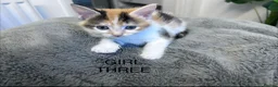 Maine Coon cats for sale: Kittens 7 weeks and ready to leave. 1/2 Maine coon in Eastbourne - Advert 5