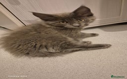 Maine Coon cats for sale: Maine Coon kittens Glasgow  - Image 33